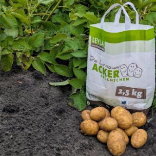 Kartoffeln - Leyla - 2,5kg Tüte